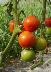 Sticker - closeup of organic tomatoes in the garden