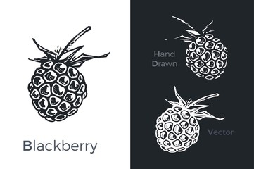 Wall Mural - Hand drawn blackberry icons. Vector illustration