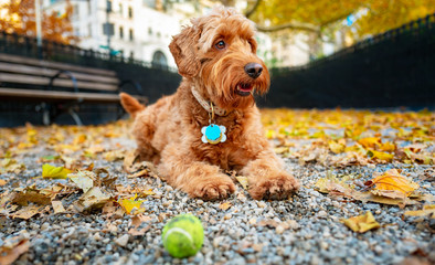 autumn dog portrait of miniature golden doodle with her ball