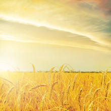 Yellow Sunset Over Golden Color Agriculture Field