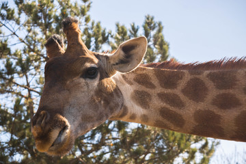 Giraffe