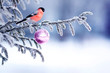 natural winter background with a beautiful bird red bullfinch sitting on a Christmas tree with shiny hoarfrost and festive decoration with a glass ball