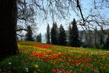 Fototapeta Krajobraz - Landscape about Tulipfield in bloom, beautiful yellow and red tulips