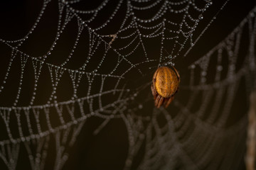 Morning Dew on a Spider
