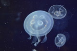 Fototapeta Big Ben - Jellyfish