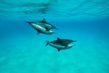 Mating Of Two Pairs Spinner Dolphins (Stenella Longirostris), Red Sea, Sataya Reef, Marsa Alam, Egypt, Africa
