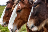 Fototapeta Konie - Horses standing in a lineup for a head shot on an overcast autumn day