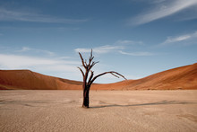 Dead Camelthorn Trees Against Red Dunes And Blue Sky In Deadvlei, Sossusvlei. Namib-Naukluft National Park, Namibia, Africa