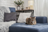 Fototapeta Koty - Cute cat lying on a sofa