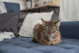 Fototapeta Koty - Cute cat lying on a sofa