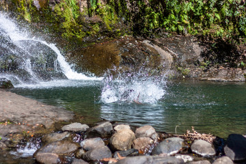 Wall Mural - Waterfall on Coromandel Peninsula, North Island, New Zealand