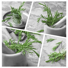 Wall Mural - Set with fresh aromatic rosemary