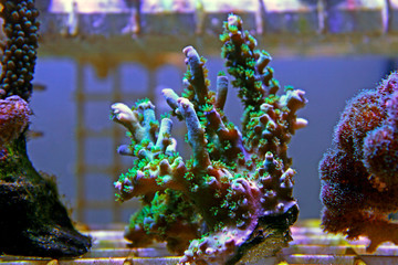 Wall Mural - Green Acropora SPS coral