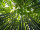 Fototapeta Sypialnia - Bamboo Forest in Japan - a wonderful place for recreation