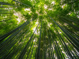 Fototapeta Sypialnia - Bamboo Forest in Japan - a wonderful place for recreation