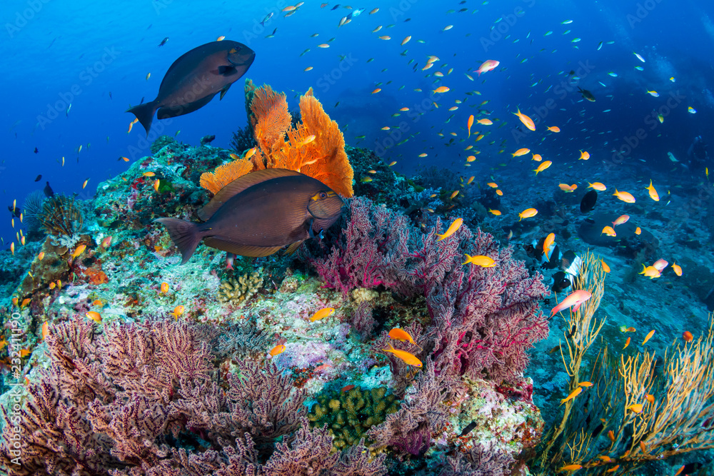 Picture Schools of Colourful Tropical Fish Swimming in the Reef Framed Print
