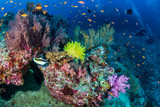 Fototapeta Do akwarium - Schools of tropical fish swimming around a colorful, healthy tropical coral reef
