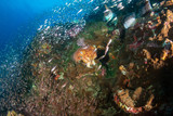 Fototapeta Do akwarium - Huge, beautiful Pharaoh Cuttlefish on a tropical coral reef at dawn (Richelieu Rock, Thailand)