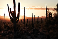 Saguaros At Sunset In The Tucson Mountain Park, Arizona, United States