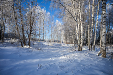  winter in the forest