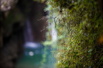 Wall Mural - Drops of water flow down from the green rocky plants. Waterfall dripping on vines on stones, drops close-up