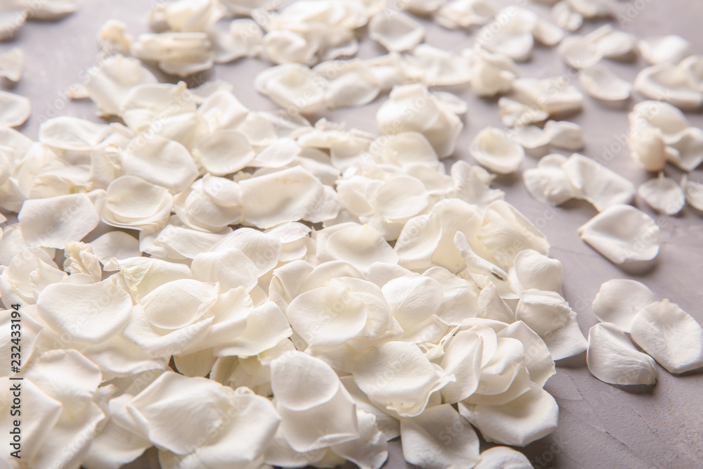 Petals of white roses on grey background