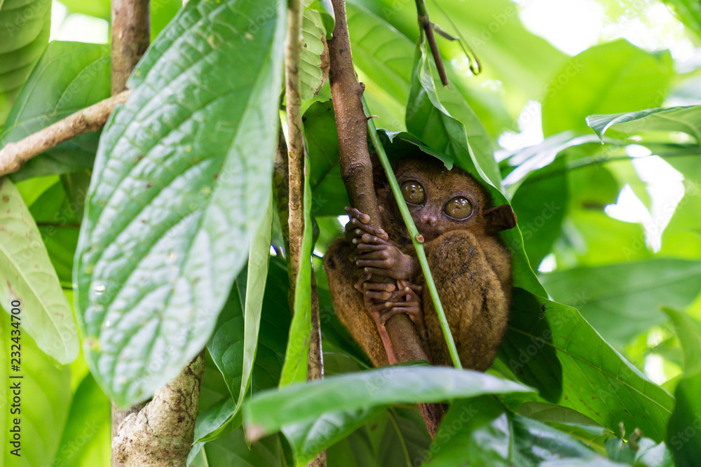 Philippine Tarsier - Bohol Island, Philippines Stock Photo | Adobe Stock