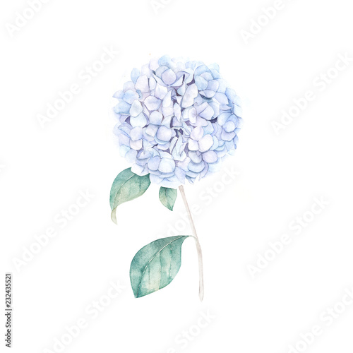 Watercolor hand drawn illustration. Blue hydrangea print. Botanical isolated ...