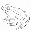 illustration of a frog , vector drawing