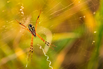 Spider Spin the Web