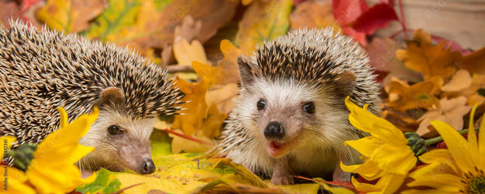 Foto-Schiebegardine ohne Schienensystem - Four-toed Hedgehog (African pygmy hedgehog) - Atelerix albiventris funny autumnal picture