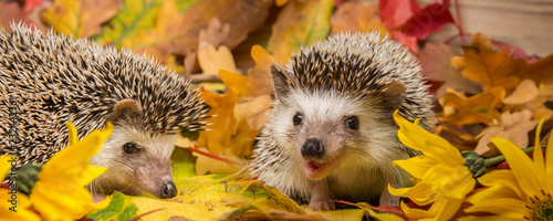 Foto-Schiebegardine ohne Schienensystem - Four-toed Hedgehog (African pygmy hedgehog) - Atelerix albiventris funny autumnal picture (von Vera Kuttelvaserova)