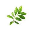© studio2013 - collection tropical green leaf on white background