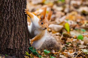 A wild squirrel captured in a cold sunny autumn day, funny cute squirrel is on the tree in autumn park. Colorful nature, fall season concept