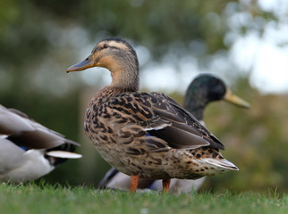 Female Mallard duck.