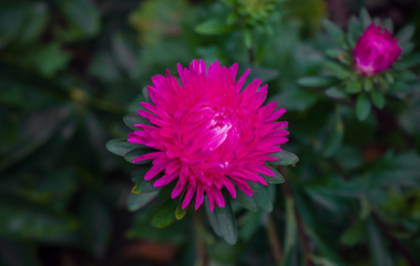 Wall Mural - Pink asters in garden