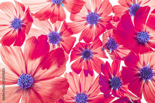 a beautiful floral background from flower petals