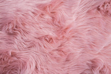 Pink Sheepskin Background. Fur Pattern. Wool Texture. Sheep Fur Close Up