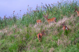 Fototapeta  - deer on a hill