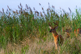 Fototapeta  - deer in the grass