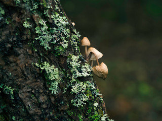 Tiny brown mushrooms growing on a tree trunk wihth lichen