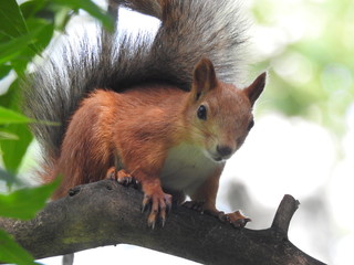 squirrel on tree