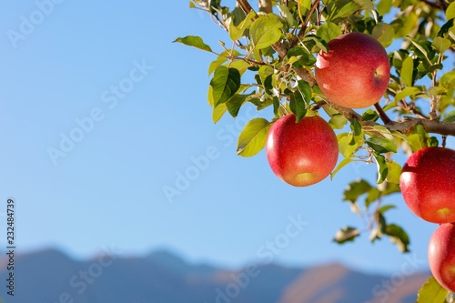 Fotografía Apples of the Fuji variety in the apple orchard against the blue sky and mountains