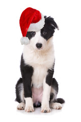 Wall Mural - Border Collie Welpe mit Weihnachtsmütze isoliert auf weißem Grund