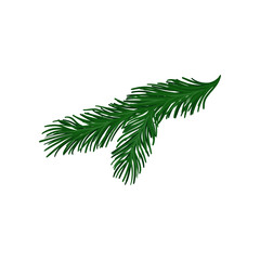 Wall Mural - Green twig of fir tree with short spines. Christmas plant. Natural object. Flat vector for holiday poster or postcard