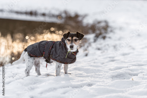 jack russell winter coats