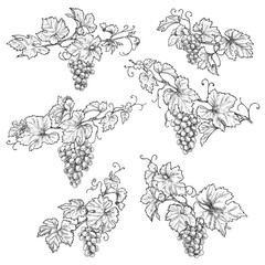 Wall Mural - Hand Drawn Grape Branches