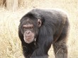 © sobreton - chimpanzé singe