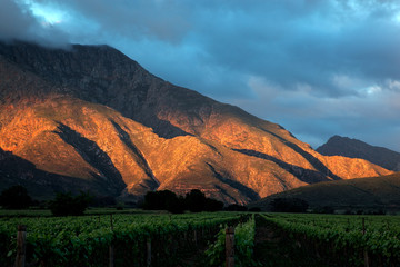 Canvas Print - Late afternoon scenic mountain landscape with vineyards, Western Cape, South Africa.