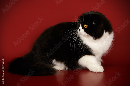 Scottish Fold Longhair Cat On Colored Backgrounds Buy This Stock
